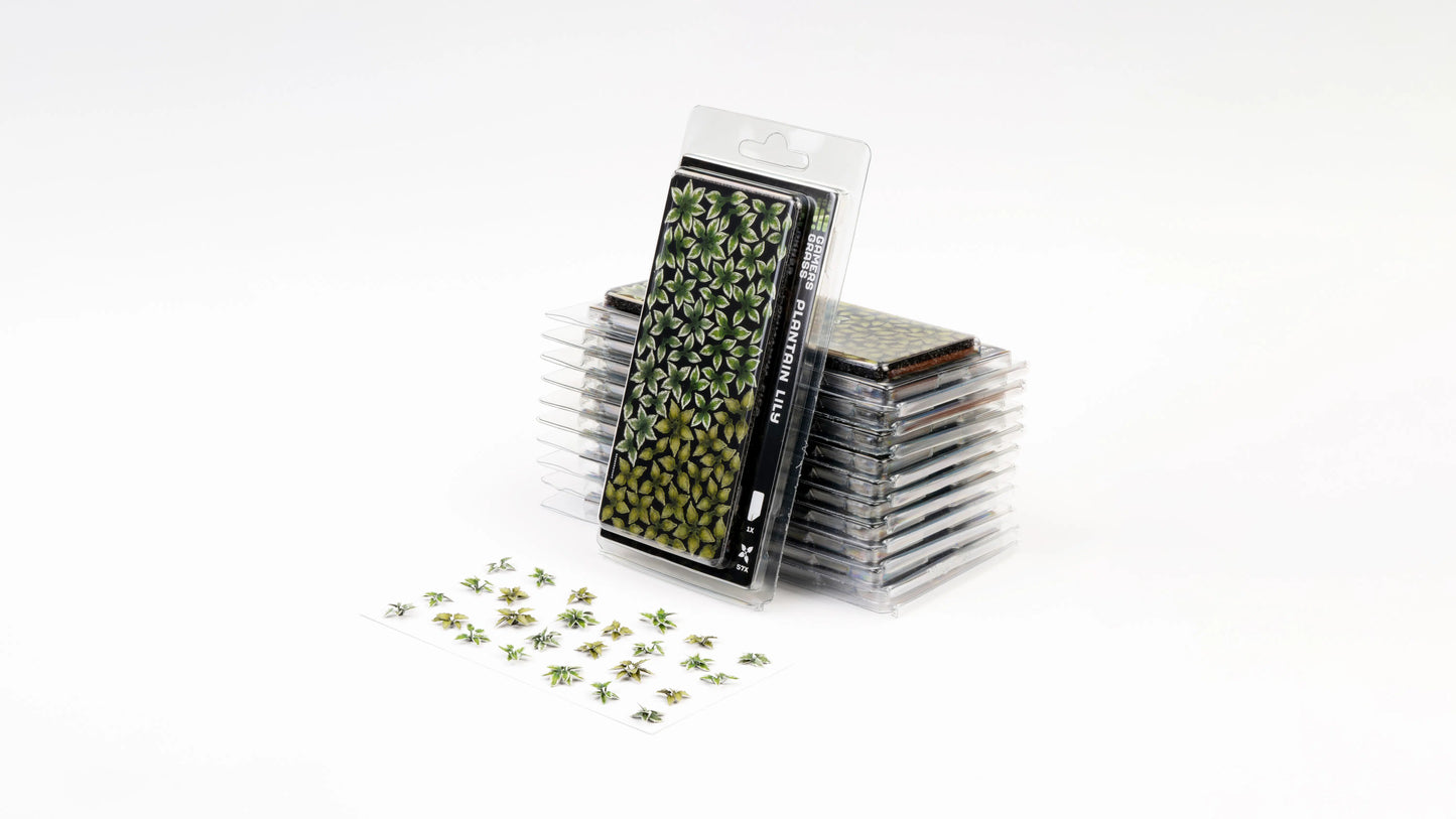 Gamers Grass Plantain Lily